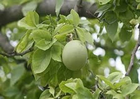 வலி மற்றும் வீக்கத்தை குறைக்கும் வில்வம்