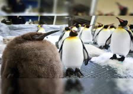 இணையத்தை கலக்கும் குண்டு பென்குயின்