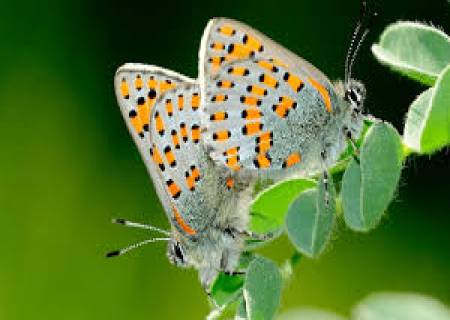 பட்டாம்பூச்சியை பாதுகாக்க ….