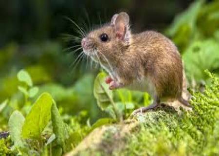 எலிகளின் மோப்ப சக்தியை அதிகரிக்கும் ஒலி.