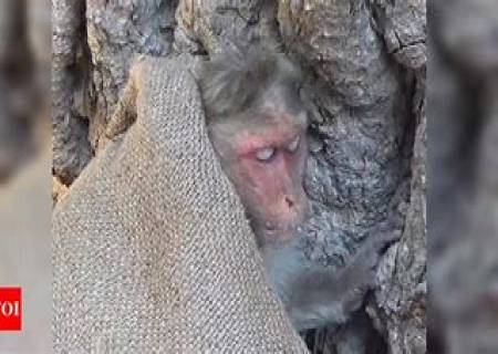 மரணத்திற்கு ஒரு வாரத்திற்கு முன்பே குரங்குகளுக்கு தாங்கள் இறக்கப் போகும் தேதி பற்றி தெரியும்.