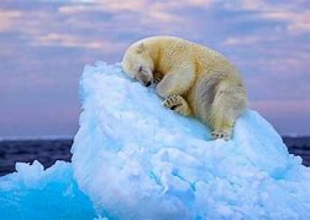 பனிக்கரடி.