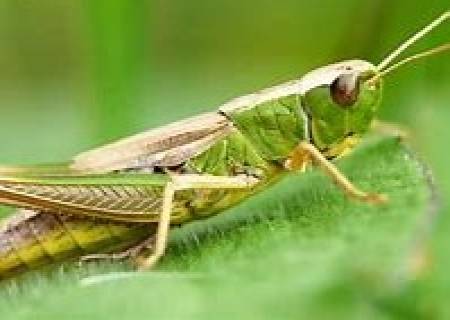 முன்னங் கால்களில் காதுகளைக் கொண்ட உயிரினம்,