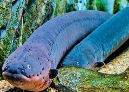 தென் அமெரிக்காவைச் சேர்ந்த மின் விலாங்கு மீன்