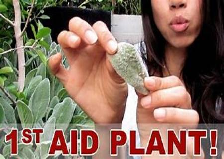 தாவரங்களுக்கு ஏற்படும் காயங்களைச் சரி செய்யும் -BAND AID.