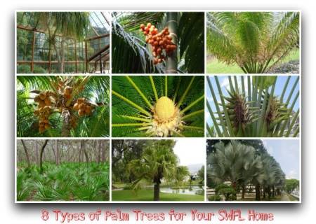 2,600 வகையான பனை மரங்கள் உள்ளன.