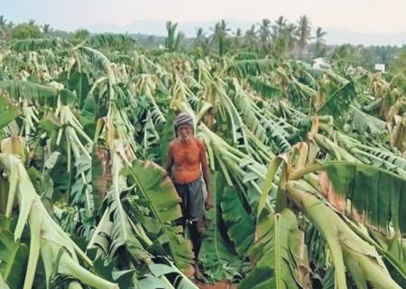 ராஜபாளையம் பகுதியில் பலத்த காற்று தென்னை, வாழை மரங்கள் பாதிப்பு , மின் இணைப்பு துண்டிப்பு .
