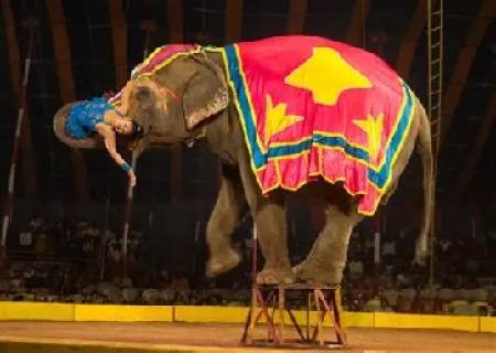 'தி கிரேட் இந்தியன் சர்க்கஸ்” இந்தியாவின் முதல் சர்க்கஸ் கம்பெனி