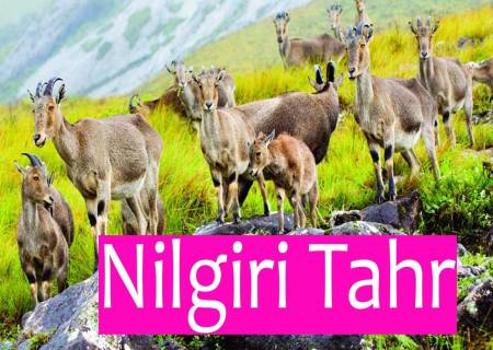 தமிழ்நாட்டின் மாநில விலங்கான அழிந்து வரும் நீலகிரி தஹ்ர் இனத்தின் எண்ணிக்கை குறிப்பிடத்தக்க அளவில் அதிகரித்துள்ளது.