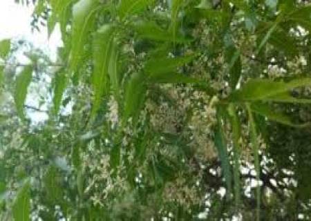 ஆயுர்வேத மருத்துவத்தில் 'தோலின் ராணி' என்று அழைக்கப்படும் வேப்பமரம்.