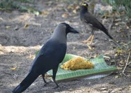 எத்தனையோ பறவைகள் இருக்க, மகாளயபட்ச அமாவாசை அன்று காகத்திற்கு மட்டும் ஏன் உணவளிக்க வேண்டும்?