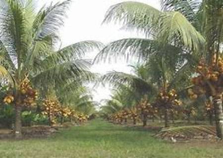 ‘‘நெல்லுக்கு நண்டோட வாழைக்கு வண்டியோட  தென்னைக்குத் திருவாரூர்த் தேரோட’’