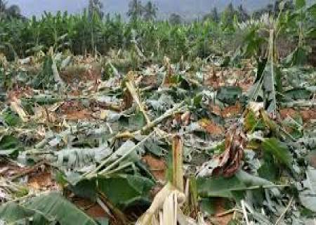 தோப்பிற்குள் புகும் யானை கூட்டங்கள் வாழை, தென்னை மரங்களை ஒடித்து சேதப்படுத்தியது.