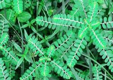 மஞ்சள் காமாலைக்கு  கீழாநெல்லி.