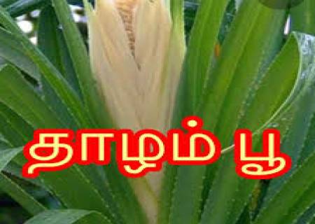 நோய்களை குணப்படுத்தும் பூக்கள்.