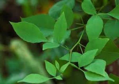 எல்லா வைரஸ் காய்ச்சலுக்கும்  வில்வ இலை.