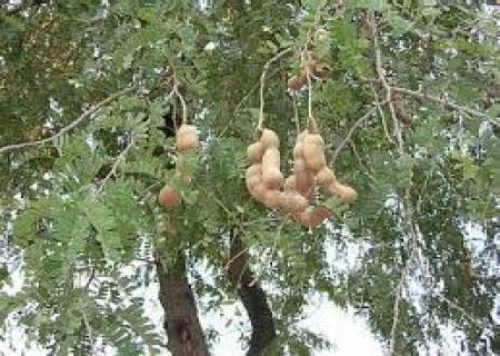 அவரோ பெரியவர், அவர் இலையோ சிறியது, அவர் பெற்றதெல்லாம் கோணல்.