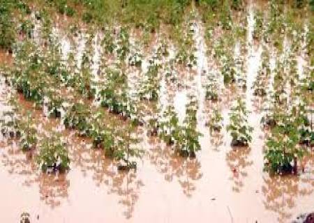 மழைநீரில் மூழ்கிய பருத்திச்செடிகள் ,ராஜபாளையம் பகுதிகளில் நிவாரணம்வழங்கப்படுமா? விவசாயிகள் எதிர்பார்க்கின்றனர் .