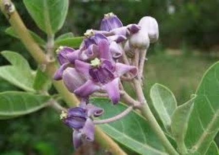 மருத்துவ குணங்கள் கொட்டிக் கிடக்கும் எருக்கு மூலிகை.