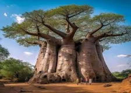 பாவோபாப் (அடன்சோனியா டிஜிடேட்டா) மரம் .