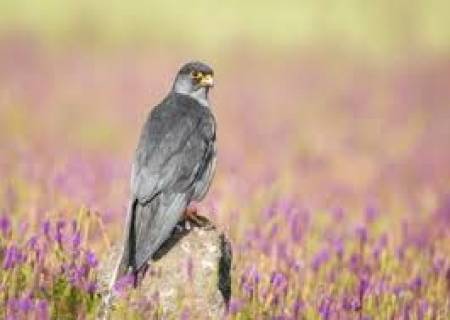 ராஜபாளையத்தில் சீனாவின் அமுர் வல்லுாறு பறவை . பறவை ஆர்வலர்கள் கண்டறிந்துள்ளனர்.