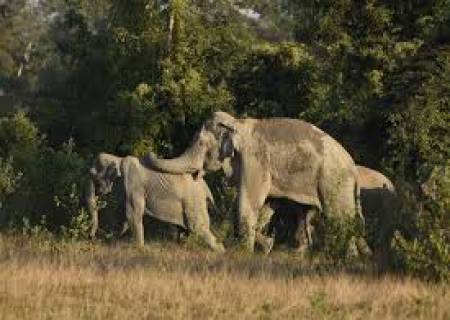 யானை புகுவதை தடுக்க வனத்துறை நடவடிக்கை எடுக்க வேண்டும்.