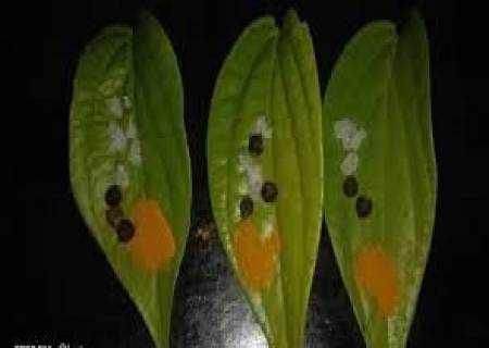 ஜலதோஷம், சளிக்கு வீட்டு மருந்து…