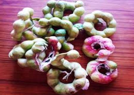 நீரிழிவு நோய் அபாயத்தைக் குறைக்கும் கொடுக்காப்புளி.