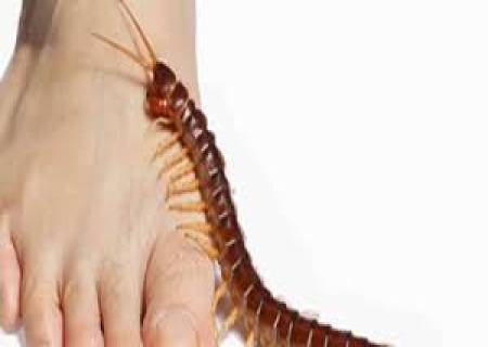 பூரான் கடித்தால் ..