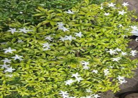 முல்லைக் கொடி (Jasminum auriculatum)