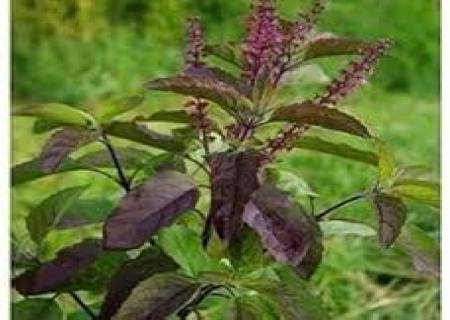 ஞாபக சக்தியை அதிகரிக்கும் கருந்துளசி.