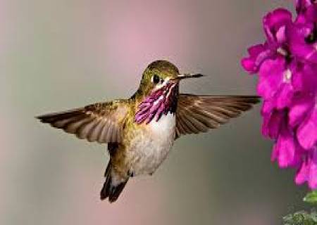 உலகின் மிகச்சிறிய பறவை பீ ஹம்மிங்பேர்ட்.