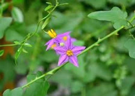 தூதுவளை வளர்க்க....