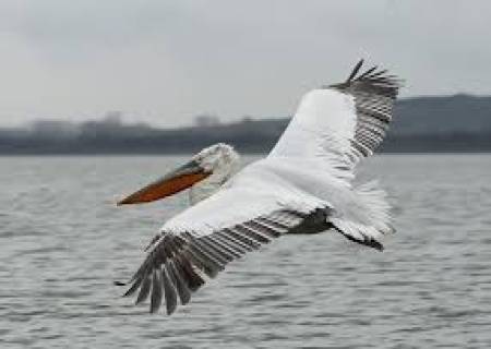 பறவைகள் பறக்கும் விதம்.