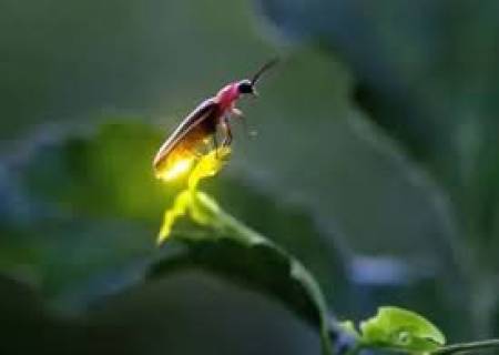 மின்மினி பூச்சிகள் இரவில் ஒளிர்வது எப்படி? .