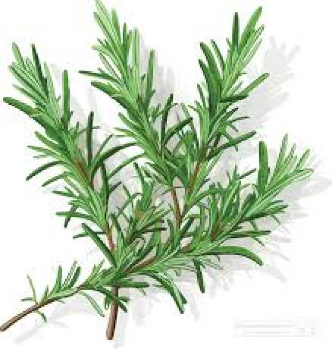 Rosemary   ரோஸ்மேரி இலைகள்..