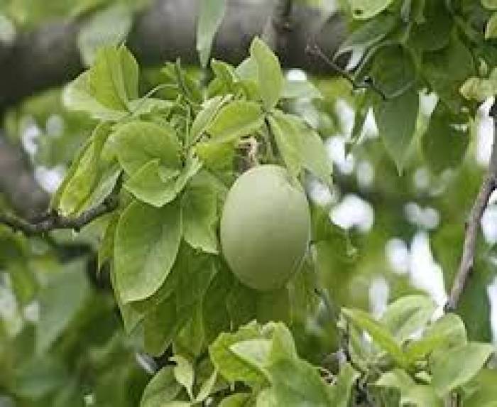 வலி மற்றும் வீக்கத்தை குறைக்கும் வில்வம்