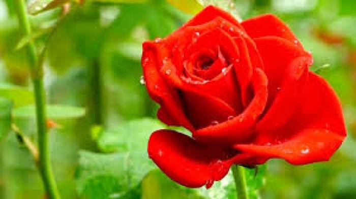 பிரிட்டனின்தேசியமலர், ரோஜா.