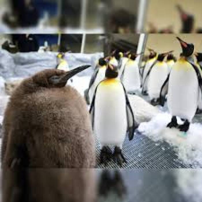 இணையத்தை கலக்கும் குண்டு பென்குயின்