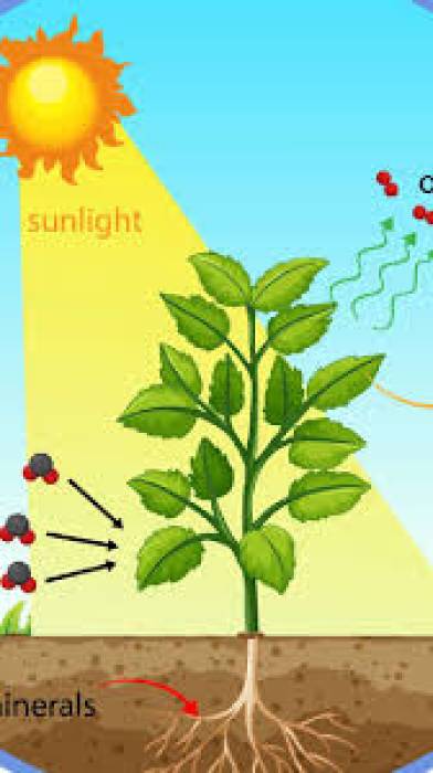 தாவரங்களின் ஒளி பகிர்மானம்.