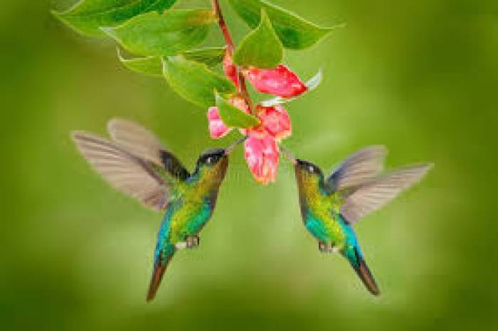 அனைத்து கோணங்களிலும் பறக்கும் திறன் பெற்ற 'ஹம்மிங்பேர்டு' பறவை.