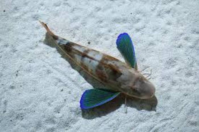 கடல் ராபின்கள்