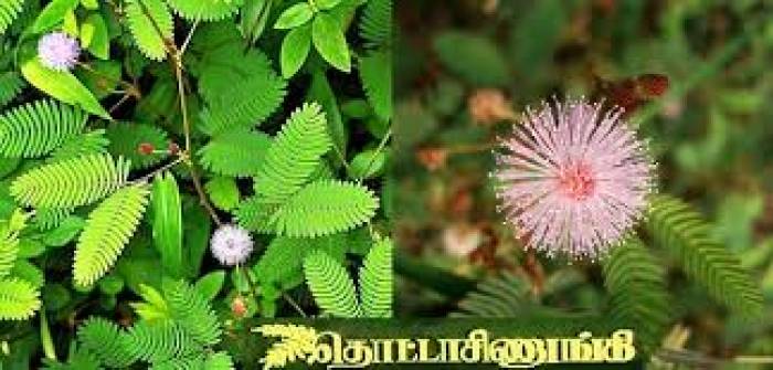 தொட்டால் சுருங்கி!