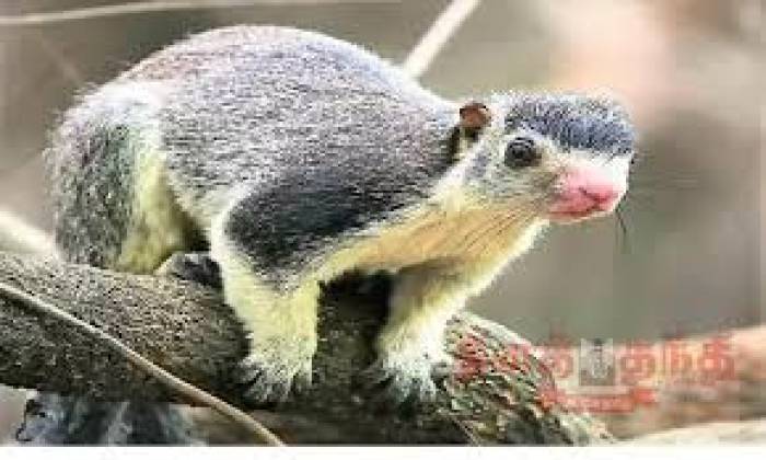 ஸ்ரீவில்லிபுத்தூர் மேற்கே மேற்கு தொடர்ச்சி மலை, மேக மலை புலிகள் காப்பகத்தில்எண்ணிக்கை அதிகரித்துள்ள சாம்பல் நிற அணில்கள்