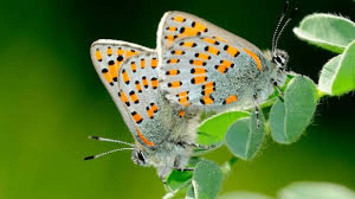 பட்டாம்பூச்சியை பாதுகாக்க ….