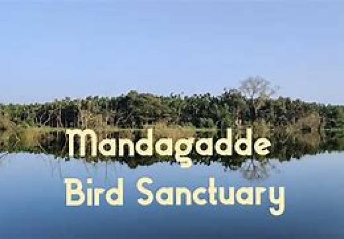 கர்நாடக மாநிலத்தில் குட்டி தீவில் மண்டகட்டே பறவைகள் சரணாலயம்!