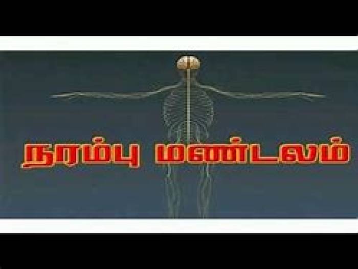 வேகஸ் நரம்பு மண்டலம் .