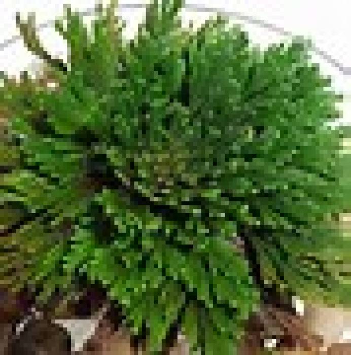 ரோஸ் ஆப் ஜெரிகோ உயிர்த் தெழும் தாவரம் .