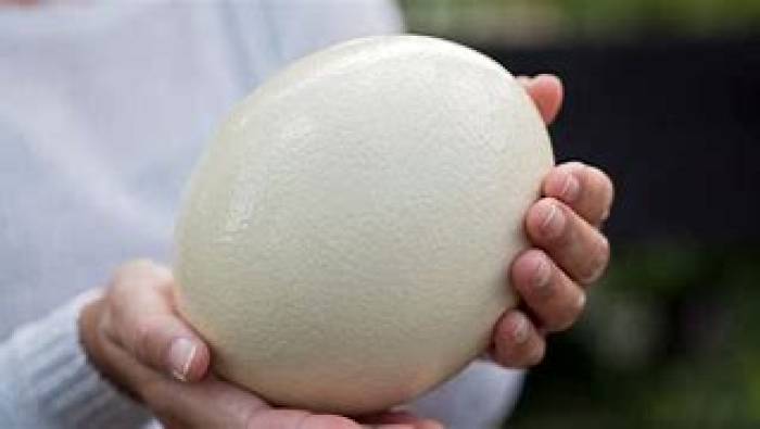 நெருப்புக் கோழியின் முட்டை வேக வைக்க அதிக நேரமாகிறது.