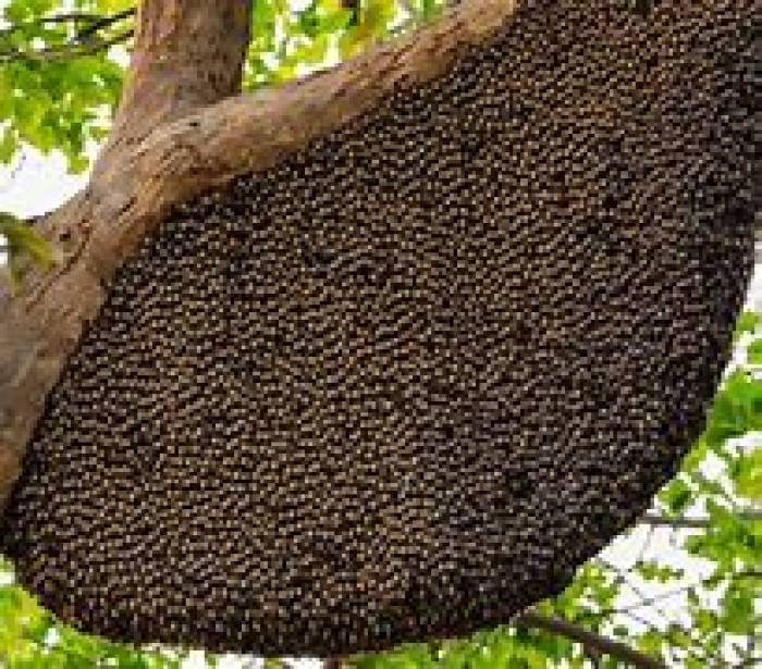 தேனீக்கள் மனித இனத்திற்கு கிடைத்த வரம்.